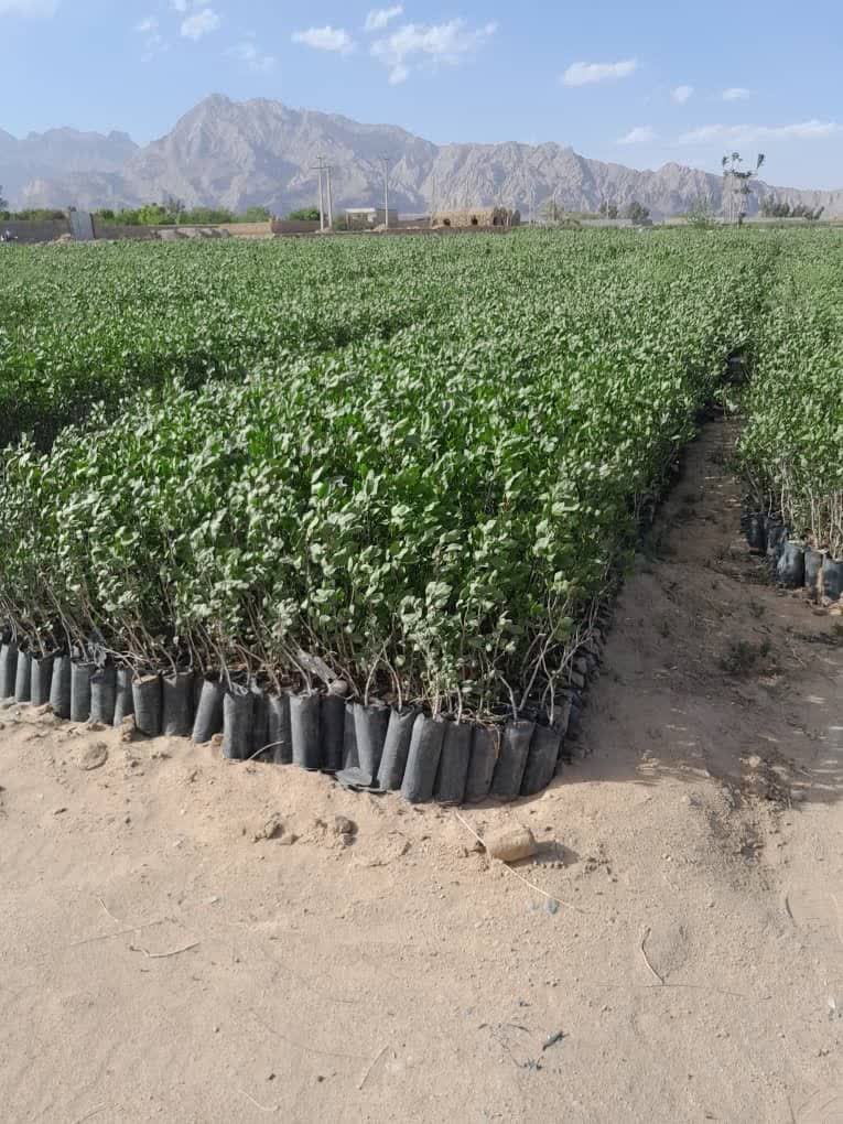 کاشت نهال