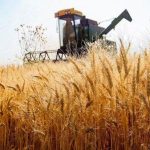 بازار غلات در آستانه تغییر توازن؛کاهش تولید صادرکنندگان بزرگ، زنگ خطر برای امنیت عرضه گندم
