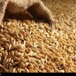 نرخ مصوب گندم صنف و صنعت 53 هزار تومان تعیین شد