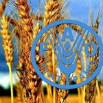 پیش بینی فائو از رشد دو رقمی تولید گندم ایران در سال زراعی جاری پیش بینی فائو از رشد دو رقمی تولید گندم ایران در سال زراعی جاری