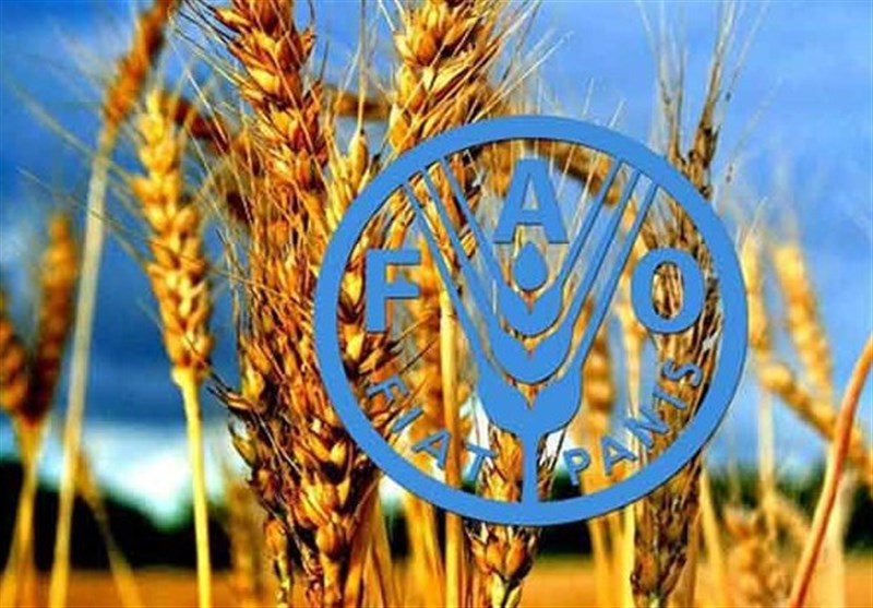 پیش بینی فائو از رشد دو رقمی تولید گندم ایران در سال زراعی جاری