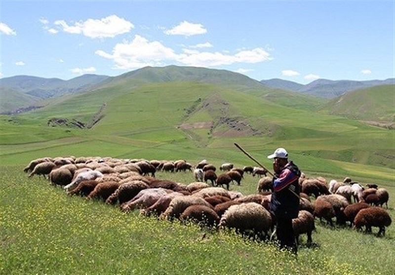 افزایش تولید دام سبک و گوشت قرمز دامداران عشایری افزایش تولید دام سبک و گوشت قرمز دامداران عشایری