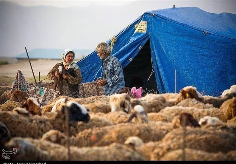 گوشت عشایری با برند استانی به بازار عرضه میشود گوشت عشایری با برند استانی به بازار عرضه میشود