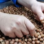 تجارت ۲.۷میلیارد دلاری فندق در ۲۰۲۵؛ رقابت تازه در بازارجهانی، ایران در انتظار جهش صادراتی
