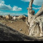 تداوم تولید گوشت و شیر در روستا و عشایر، در معرض یک پرسش جدی