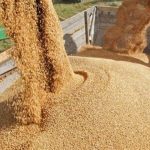 تولید داخل جایگزین 40 درصد جو وارداتی شد