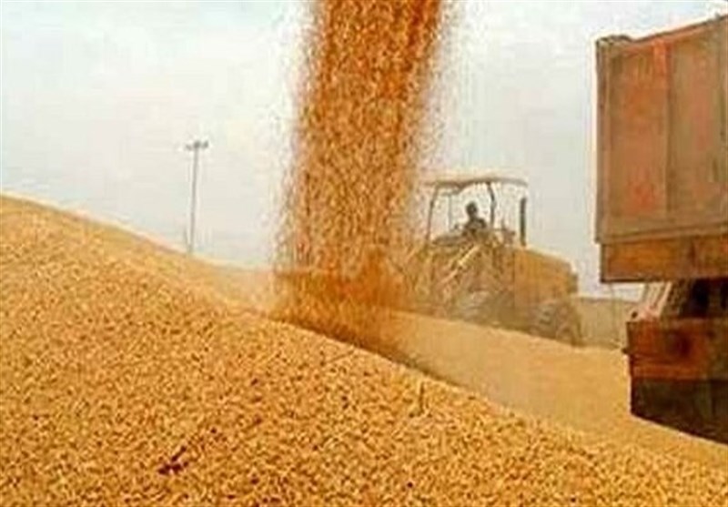 خرید گندم توسط دلالان تا 60هزار تومان در مناطق مرزی