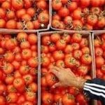 صادرات گوجه‌ تا پایان سال ممنوع شد