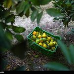 قیمت مرکبات مازندران اعلام شد؛ نارنگی درجه‌یک تا 150 هزار تومان