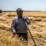 نقدی بر روند پرداخت مطالبات گندم‌کاران در 6 ماهه امسال